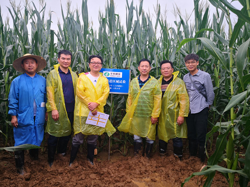 1-19999js金沙老品牌种业考察调研玉米产业黄淮海市场_副本.jpg