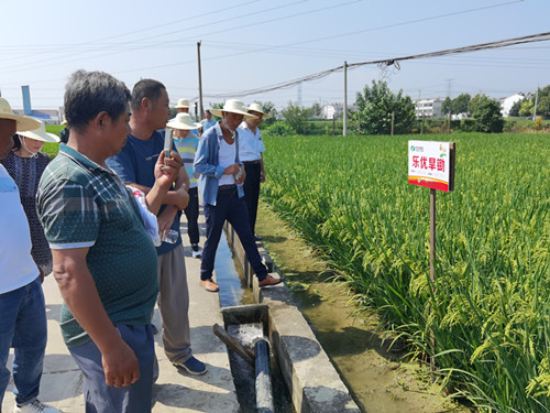 肥东、肥西驻村工作队及种植大户考察9999js金沙老品牌种业肥西综合试验基地2_副本.jpg