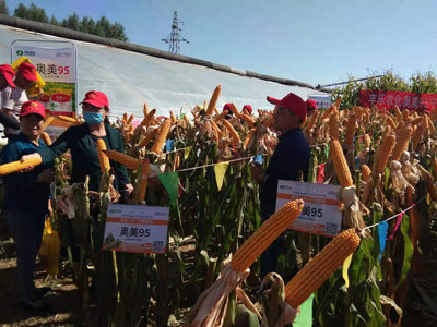 2-29999js金沙老品牌农化开展全国玉米品种示范观摩会_副本.jpg