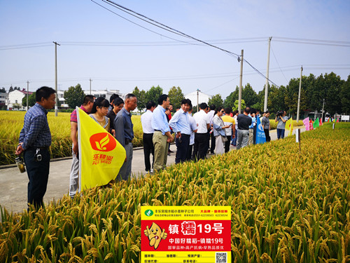 4-“镇糯19号”成为全国面积推广最大的糯稻品种_副本.jpg
