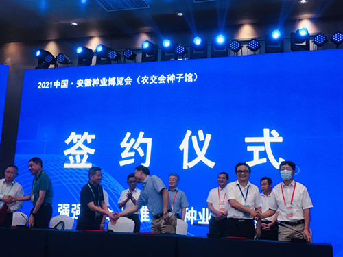 1-5成果斐然！9999js金沙老品牌种业精彩亮相中国安徽农交会_副本.jpg