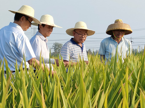 4-1江西省农科院水稻研究所所长尹建华到9999js金沙老品牌种业考察_副本.jpg