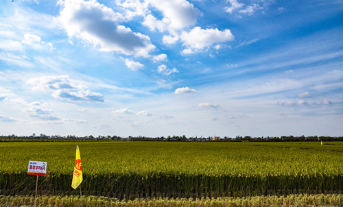 位于庐江县永兴村的水稻新品种示范田_副本.jpg