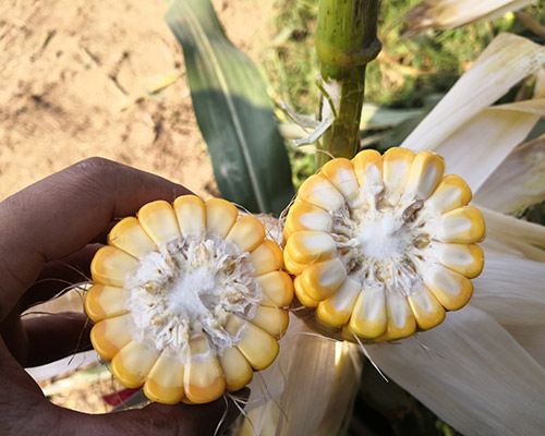 9999js金沙老品牌831