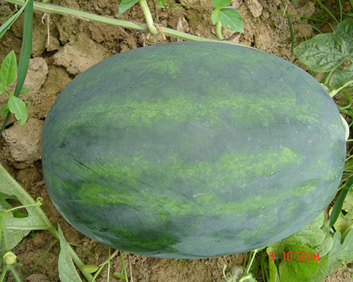 9999js金沙老品牌五号