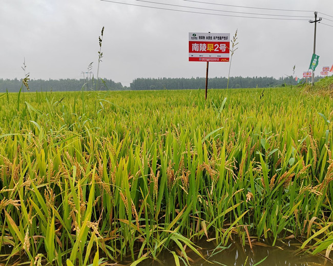 南陵早2号