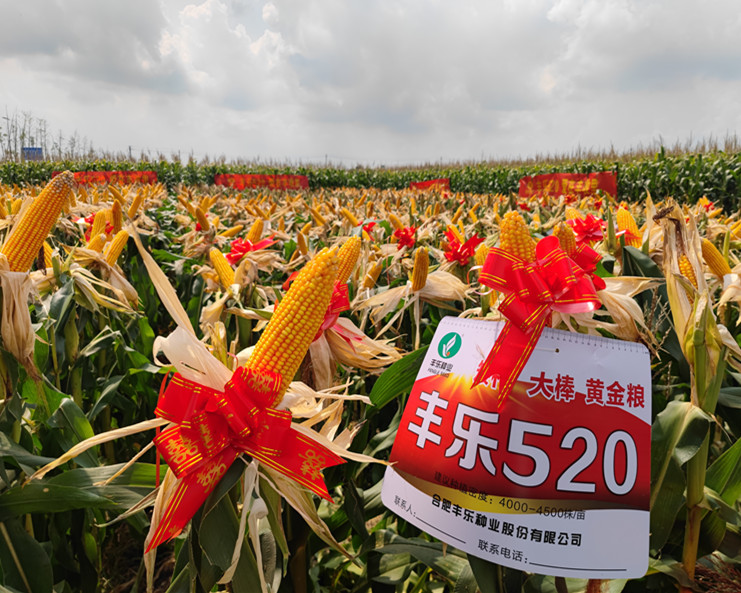 9999js金沙老品牌520