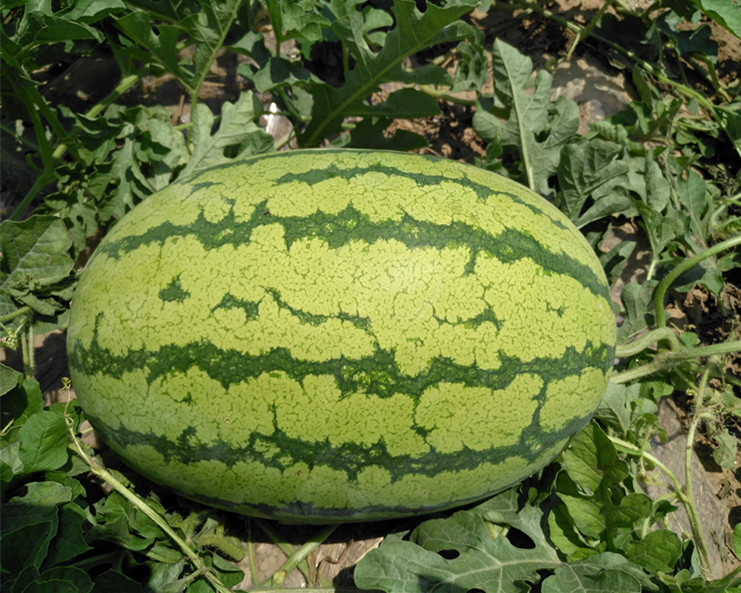 9999js金沙老品牌腾龙