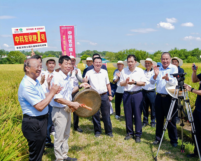 亩产604.5公斤！五院士齐聚稻田，共同见证“中科发早粳1号”测产丰收