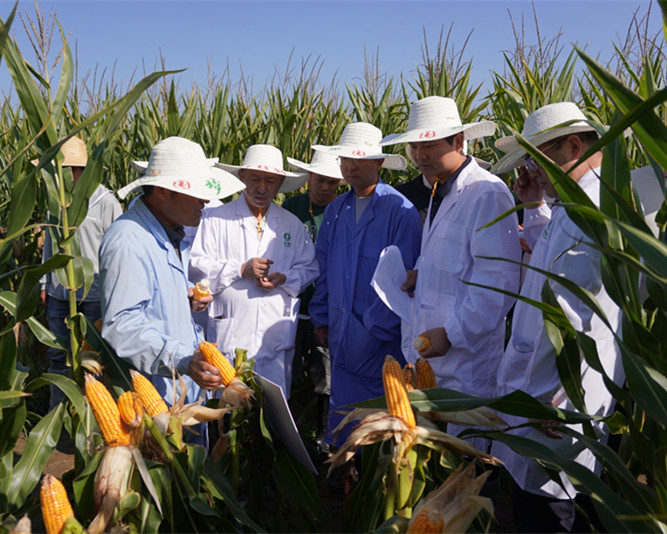 智汇新乡育良种  创新未来耀金秋——玉米研究院召开2025年科研联合考察会